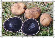 Elaphomyces decipiens